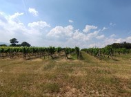 Prodej, vinice, Uherské Hradiště - Mařatice,…
